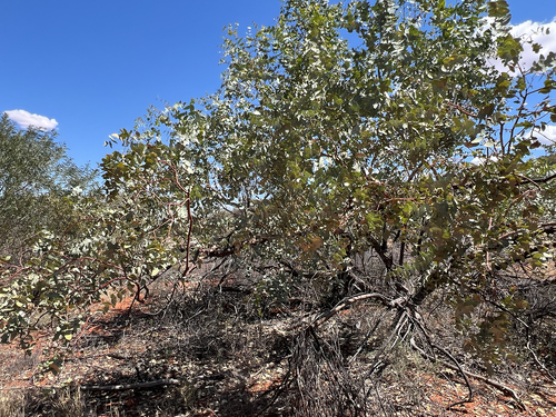 Blue-leaved Mallee