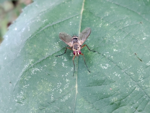Dexiosoma caninum