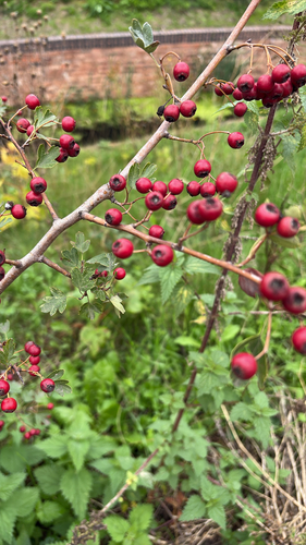 iNaturalist observation photo of common hawthorn