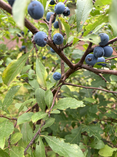 iNaturalist observation photo of Blackthorn
