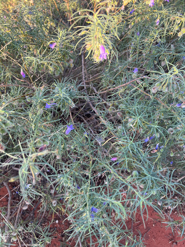 Charleville Turkey Bush