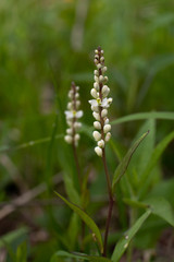 Polygala senega