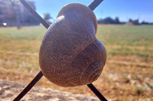 Chocolate-band Snail