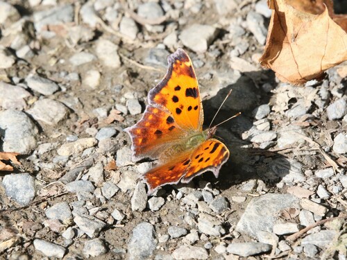Eastern Comma