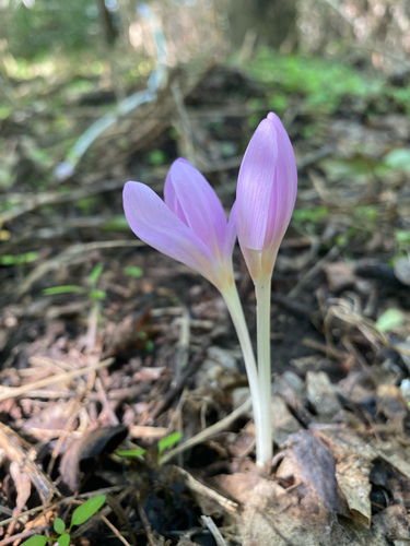 Autumn Crocus