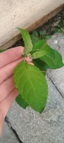 goat willow