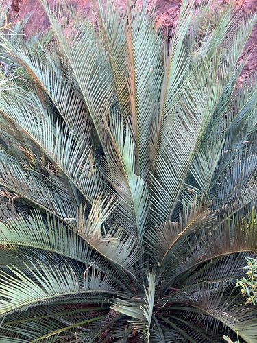 MacDonnell Ranges Cycad