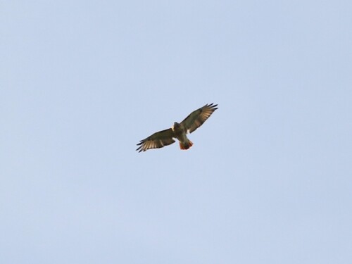 Red-tailed Hawk