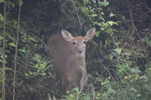 White-tailed Deer