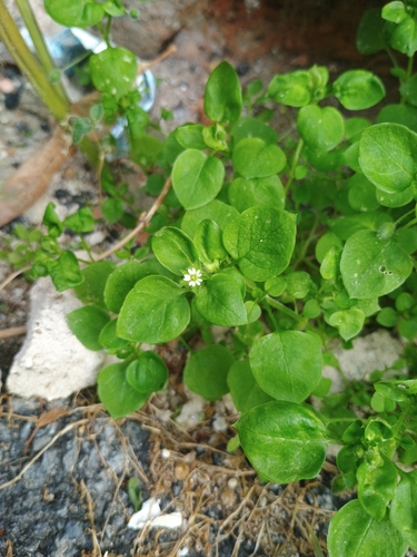 common chickweed