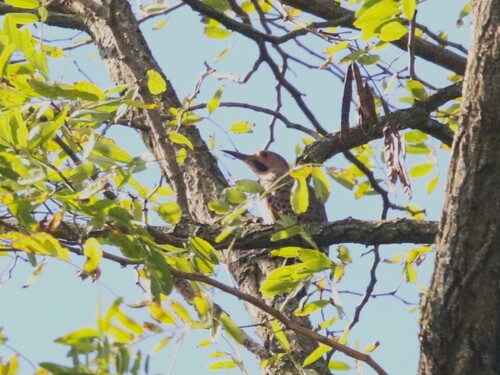 Northern Flicker