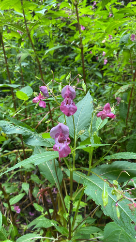 Himalayan balsam