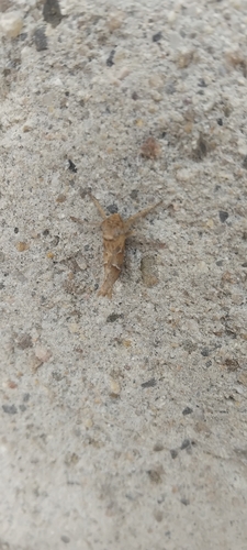 Triodia amasinus