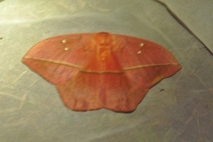 Lonomia rufescens
