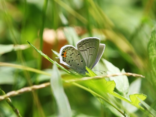 Eastern Tailed-Blue