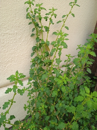 Clammy goosefoot
