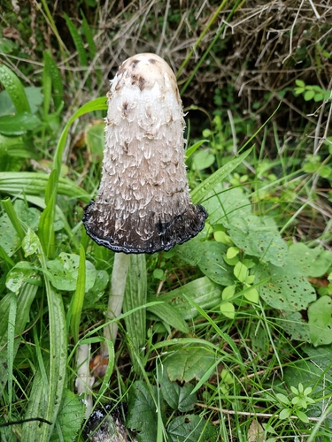 Shaggy Mane