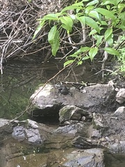 Lithobates catesbeianus