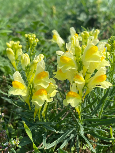 common toadflax