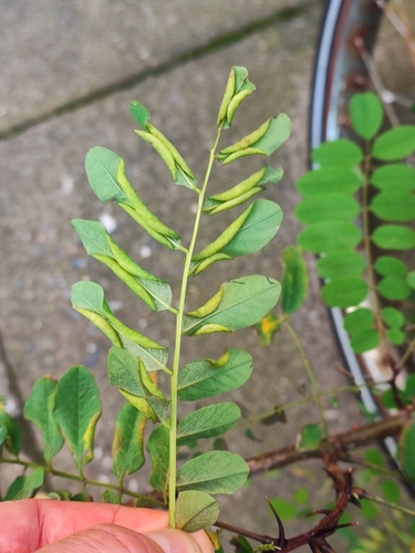 locust gall midge