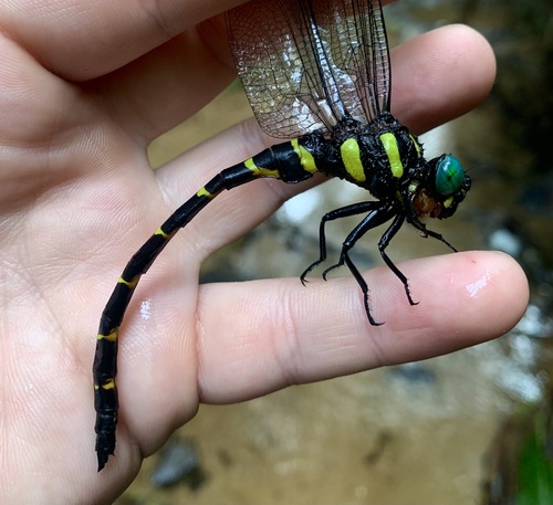 Anotogaster klossi