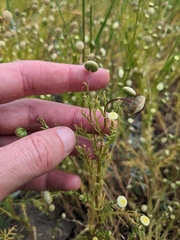 Cotula bipinnata