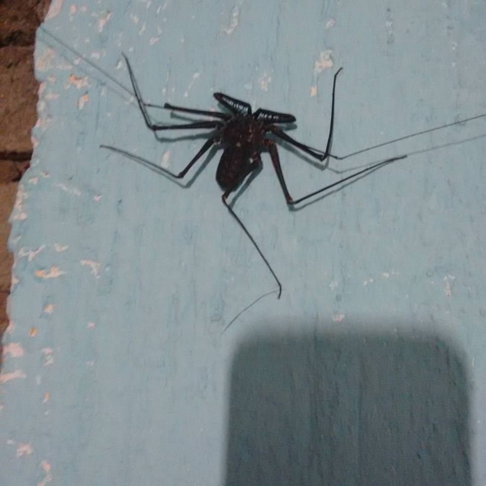 Madre alacrana desde Llano Largo, Acapulco, Gro., México el 22 de ...