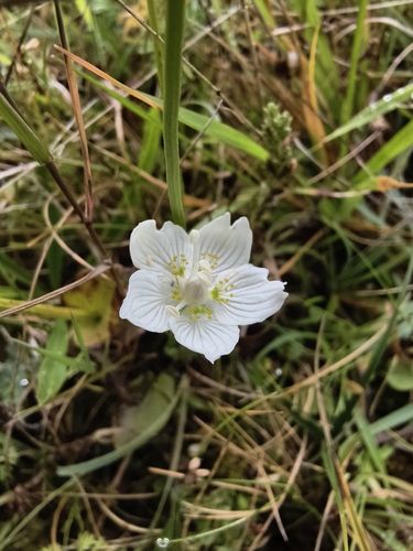 Parnassia palustris, photograph 3