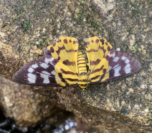 Dysphania subrepleta