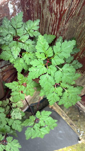 Herb Robert