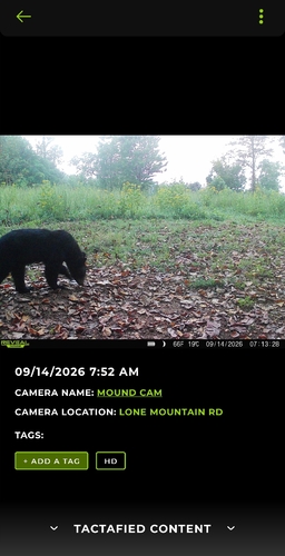 American Black Bear