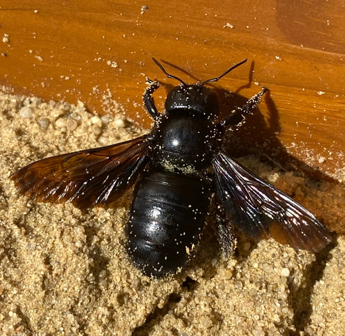 Xylocopa