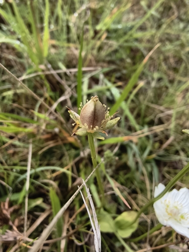 Parnassia palustris, photograph 4