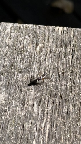 Mintho rufiventris