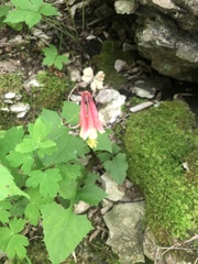 Aquilegia canadensis