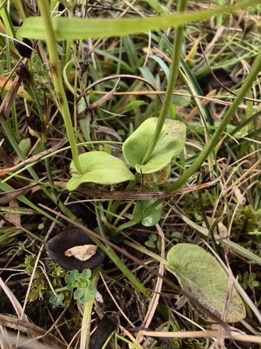 Parnassia palustris, photograph 5