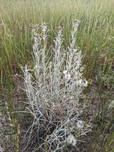 Senecio quadridentatus, photograph 1