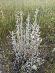 Senecio quadridentatus