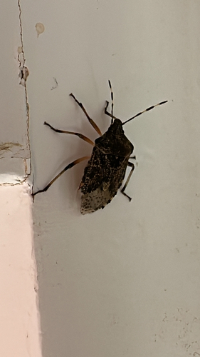 Mottled Stink Bug