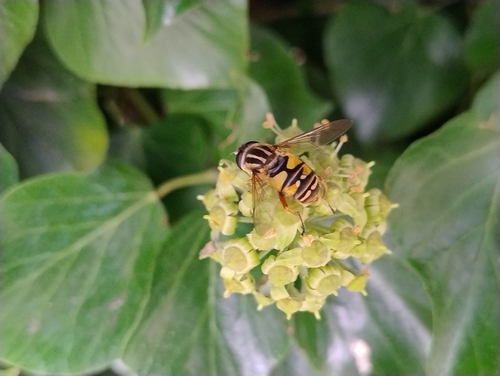 Sun Fly