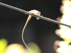 Anolis wellbornae