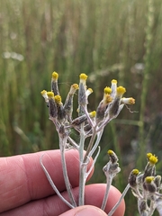 (c) Nina Kerr, some rights reserved (CC BY) Senecio quadridentatus, photograph (c) Nina Kerr, some rights reserved (CC BY)