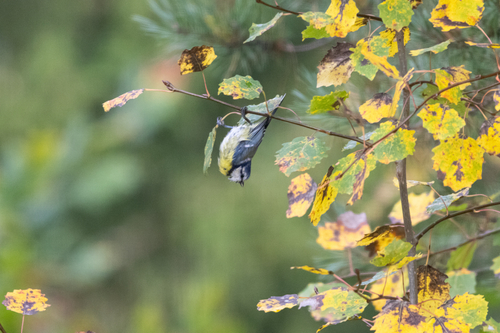 Eurasian Blue Tit