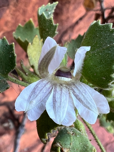 Goodenia grandiflora observed 2026-09-24