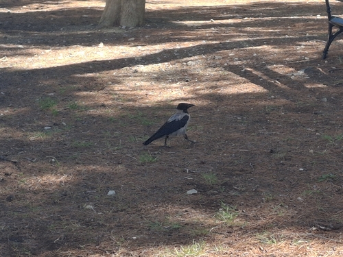 Hooded Crow