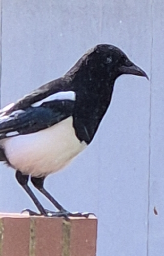 Eurasian Magpie