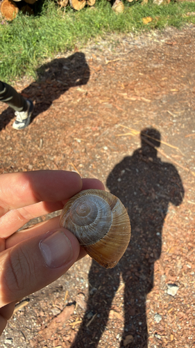 Roman Snail