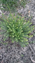 Phyllota squarrosa