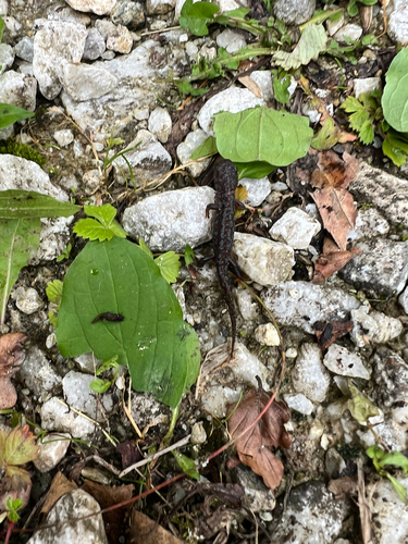 Alpine Newt
