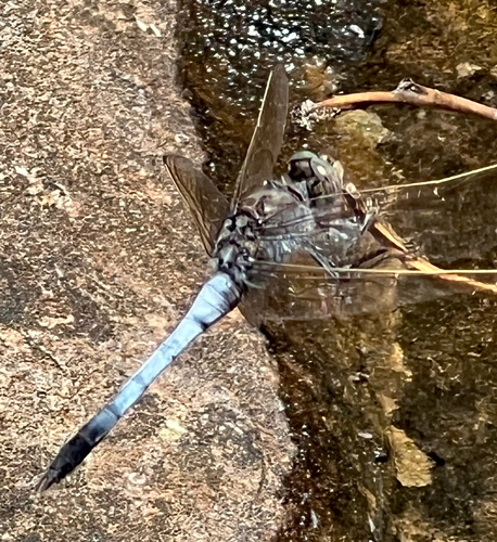 Blue Skimmer